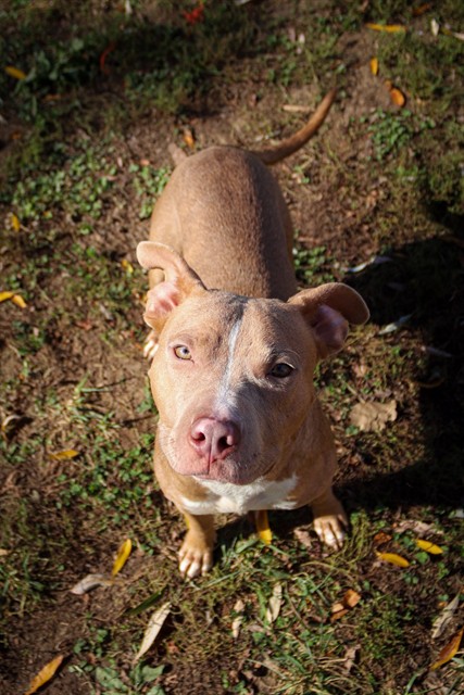 Shelter Stray Male Dog last seen OFALLON, 4850 Mid Rivers Mall Dr, St Peters, MO 63376, USA