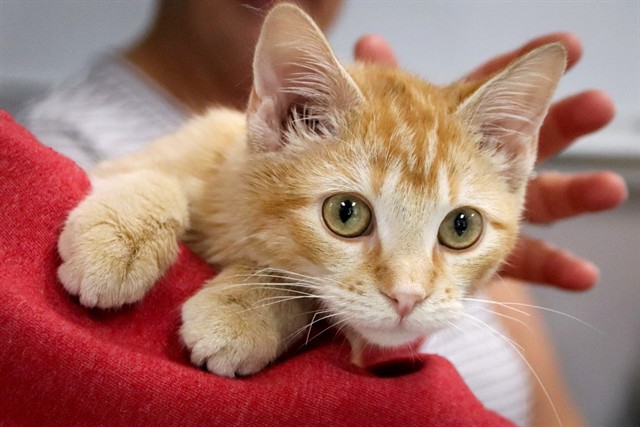 Shelter Stray Male Cat last seen ST CHARLES CO, 4850 Mid Rivers Mall Dr, St Peters, MO 63376, USA