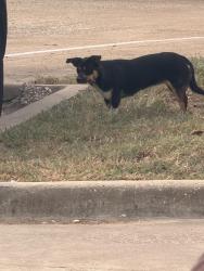 Found/Stray Female Dog last seen Hw6, Houston, TX 77082