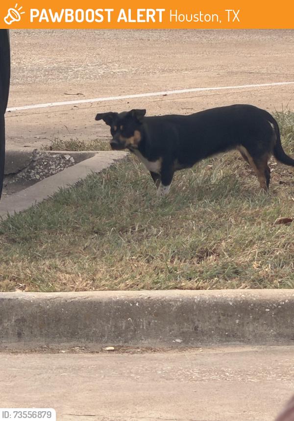 Found/Stray Female Dog last seen Hw6, Houston, TX 77082