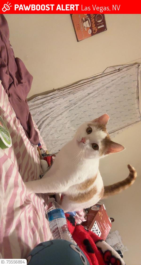 Lost Female Cat last seen Near Masserta ct, Las Vegas, NV 89183