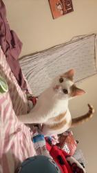 Lost Female Cat last seen Near Masserta ct, Las Vegas, NV 89183