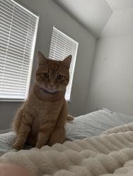 Lost Male Cat last seen Near hwy, Baytown, TX 77523