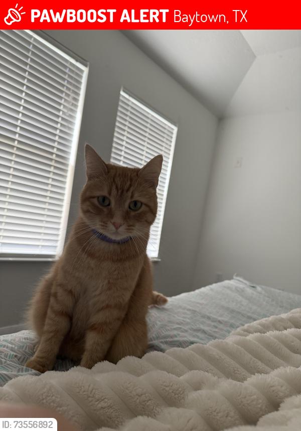 Lost Male Cat last seen Near hwy, Baytown, TX 77523