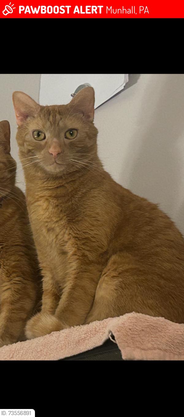Lost Male Cat last seen West run road, Munhall, PA 15120
