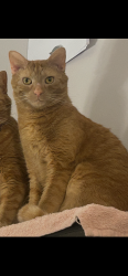 Lost Male Cat last seen West run road, Munhall, PA 15120