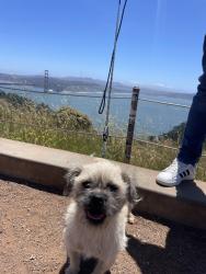 Reunited Male Dog last seen Near marine ave, Stockton, CA 95204