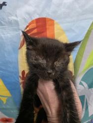 Shelter Stray Female Cat last seen Glenwood St, 29627, Belton City, SC, 1320 US-29, Anderson, SC 29626, USA