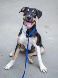 Shelter Stray Female Dog last seen Near Waters Edge Drive, 30087, GA, 3280 Chamblee Dunwoody Rd, Chamblee, GA 30341, USA