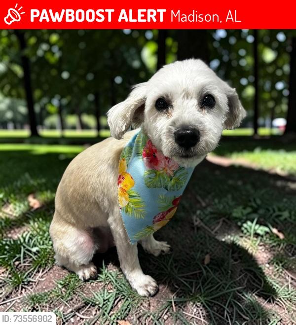 Lost Female Dog last seen Greenbrier Hills, Madison, AL 35756