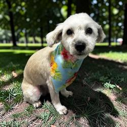 Lost Female Dog last seen Greenbrier Hills, Madison, AL 35756