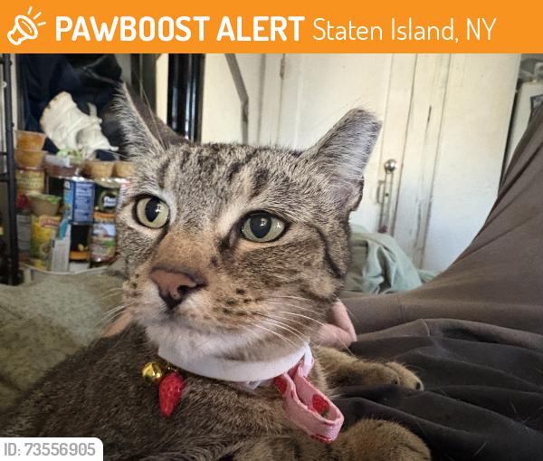 Found/Stray Female Cat last seen By the church on St Marks and Fort Olacd, Staten Island, NY 10301