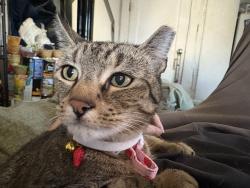 Found/Stray Female Cat last seen By the church on St Marks and Fort Olacd, Staten Island, NY 10301