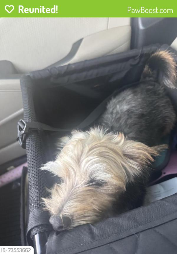 Reunited Male Dog last seen Talley/ Howell, Chattanooga, TN 37411