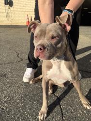 Found/Stray Female Dog last seen On ramp from Main St to 21 NB in Belleville, Belleville, NJ 07032