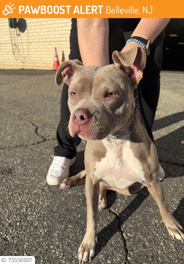 Found/Stray Female Dog last seen On ramp from Main St to 21 NB in Belleville, Belleville, NJ 07032