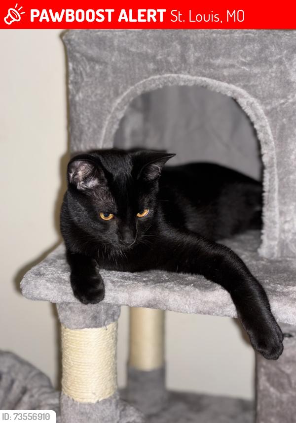 Lost Female Cat last seen metro @ 70 apmts, St. Louis, MO 63121