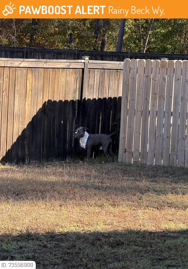 Found/Stray Male Dog last seen Williams farm subdivision, Rainy Beck Wy,  28356