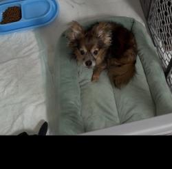 Lost Male Dog last seen Sw 16th st & 70th ave, Miami, FL 33155