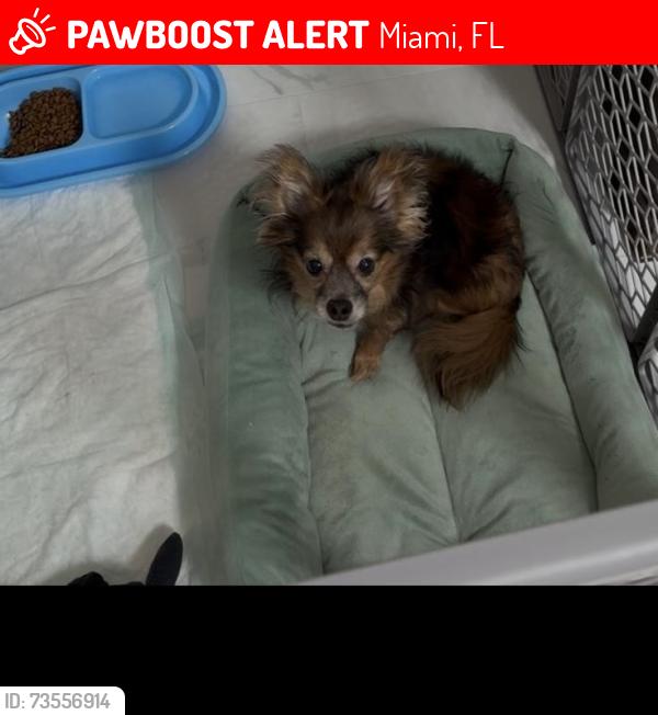 Lost Male Dog last seen Sw 16th st & 70th ave, Miami, FL 33155