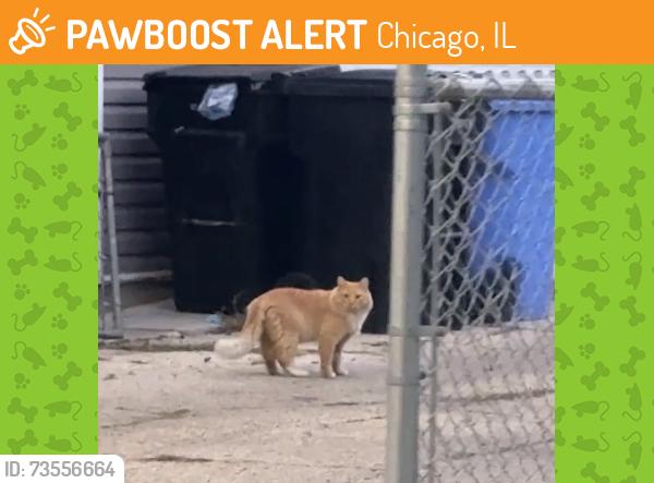 Found/Stray Male Cat last seen Near W Hutchinson St Chicago, IL 60641 United States, Chicago, IL 60641