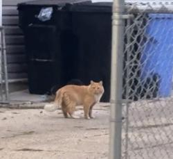 Found/Stray Male Cat last seen Near W Hutchinson St Chicago, IL 60641 United States, Chicago, IL 60641