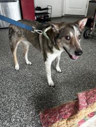 Reunited Unknown Dog last seen SR 46, Sanford, FL 32771