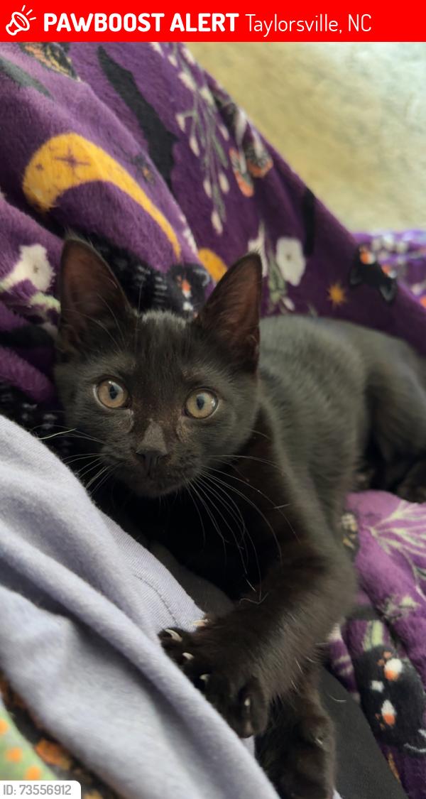 Lost Female Cat last seen Devonshire Rd, Taylorsville Manufacturing Rd, Millersville Rd, Taylorsville, NC 28681