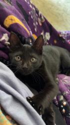 Lost Female Cat last seen Devonshire Rd, Taylorsville Manufacturing Rd, Millersville Rd, Taylorsville, NC 28681
