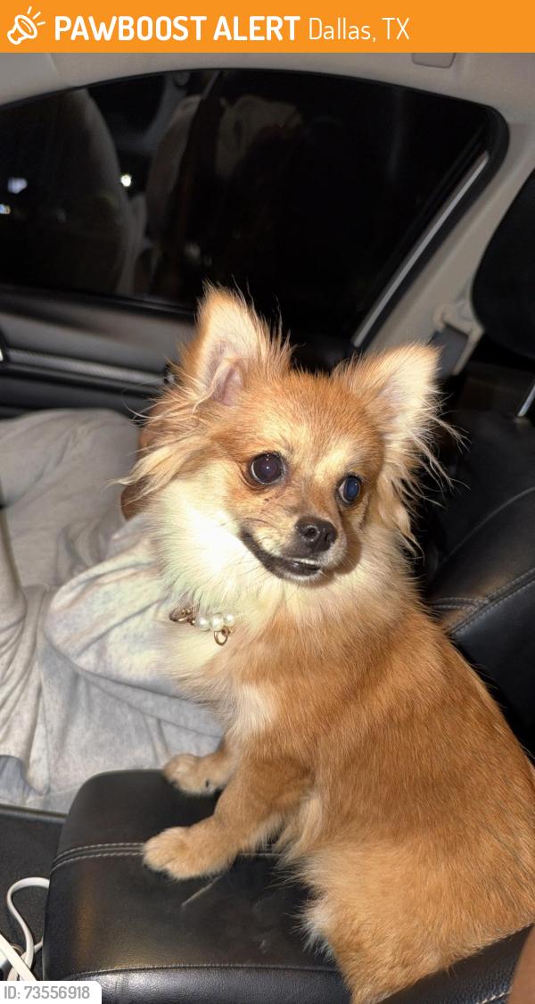 Found/Stray Female Dog last seen Near Phinney Ave, Dallas, TX 75211