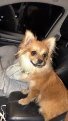 Found/Stray Female Dog last seen Near Phinney Ave, Dallas, TX 75211
