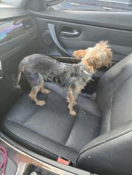Reunited Male Dog last seen Shannon hills dr near cook rd, Houston, TX 77099