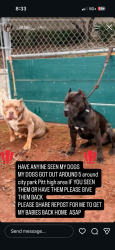 Reunited Male Dog last seen Near victory avenue, Pittsburg, CA 94565