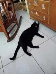 Reunited Male Cat last seen Pinewood cndmnium Community, Lehigh Acres, FL 33936