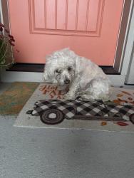 Found/Stray Unknown Dog last seen Road 90 and Sophie Rae court, Pasco, WA 99301
