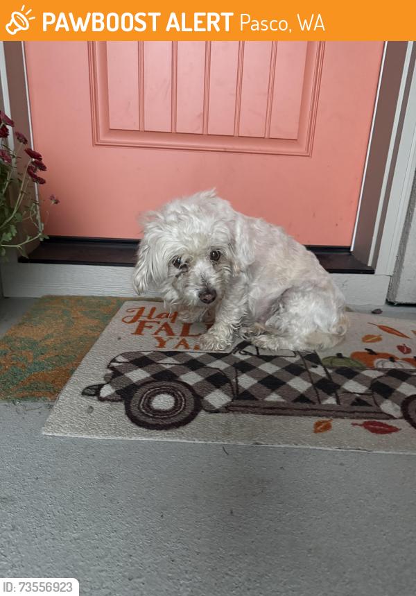 Found/Stray Unknown Dog last seen Road 90 and Sophie Rae court, Pasco, WA 99301