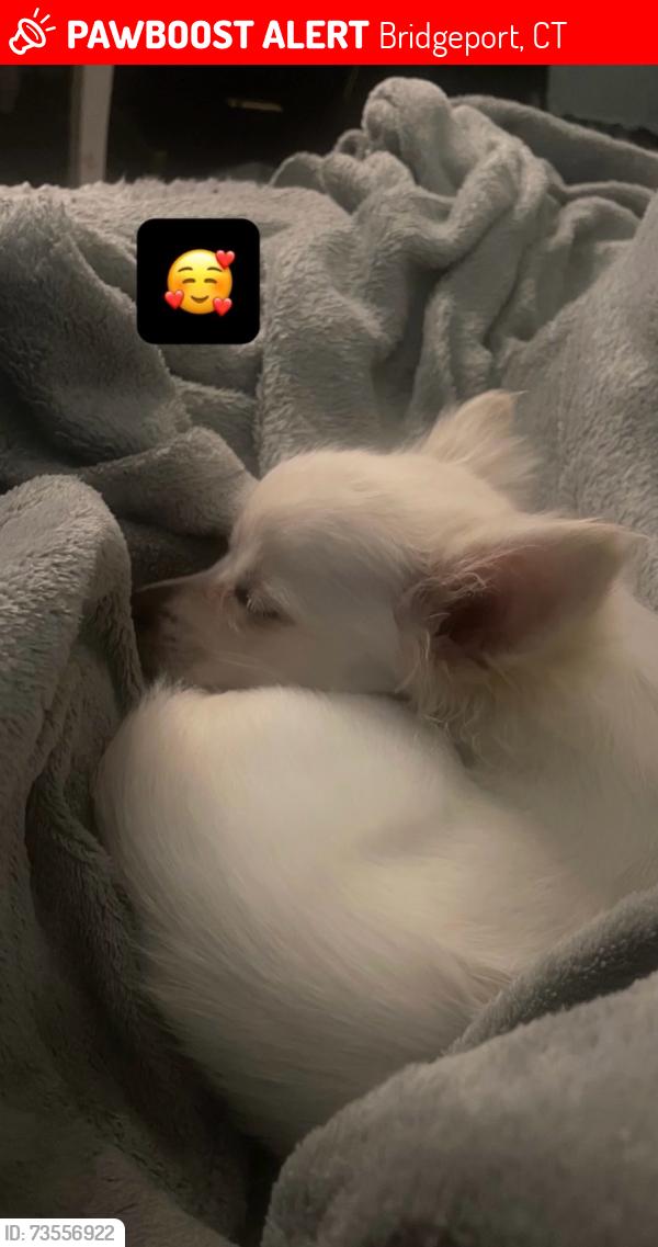 Lost Male Dog last seen Hamilton , east side bpt, Bridgeport, CT 06608