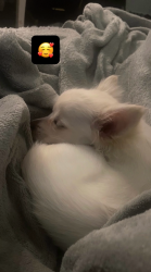 Lost Male Dog last seen Hamilton , east side bpt, Bridgeport, CT 06608