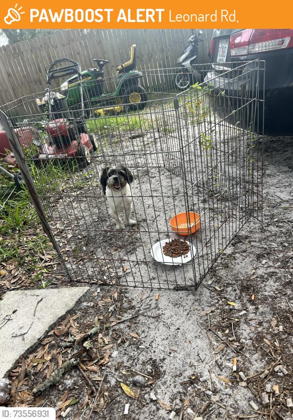 Found/Stray Unknown Dog last seen Leonard rd, Leonard Rd,  34638