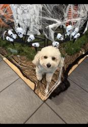 Lost Female Dog last seen Dixie hwy, Pompano Beach, FL 33060
