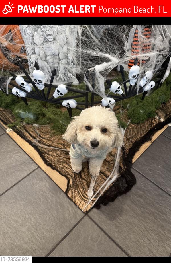 Lost Female Dog last seen Dixie hwy, Pompano Beach, FL 33060