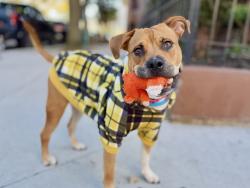 Shelter Stray Female Dog last seen Near Laconia Avenue, BRONX, NY, 10466, 326 E 110th St, New York, NY 10029, USA
