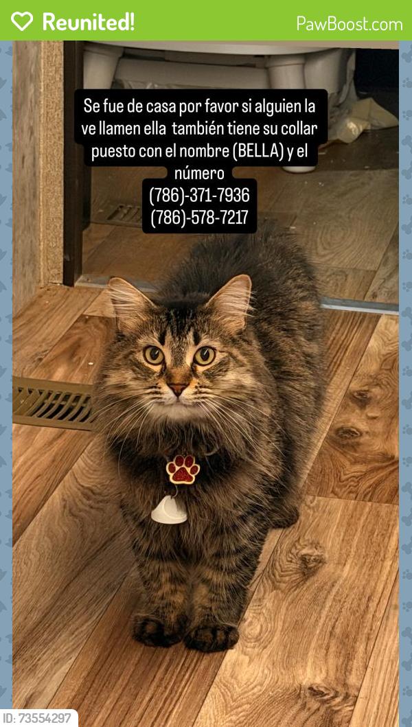 Reunited Female Cat last seen Iglesia life point, Homestead, FL 33032