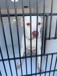 Shelter Stray Female Dog last seen Near Demille Court, VIRGINIA BEACH, VA, 23453, 341 S Birdneck Rd, Virginia Beach, VA 23451, USA