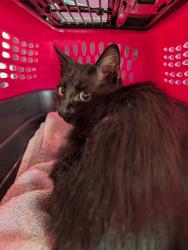 Shelter Stray Male Cat last seen unknown virginia beach location, VIRGINIA BEACH, VA, 341 S Birdneck Rd, Virginia Beach, VA 23451, USA
