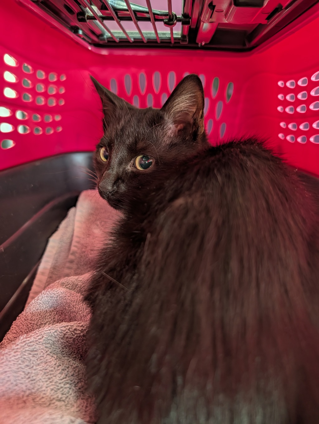 Shelter Stray Male Cat last seen unknown virginia beach location, VIRGINIA BEACH, VA, 341 S Birdneck Rd, Virginia Beach, VA 23451, USA