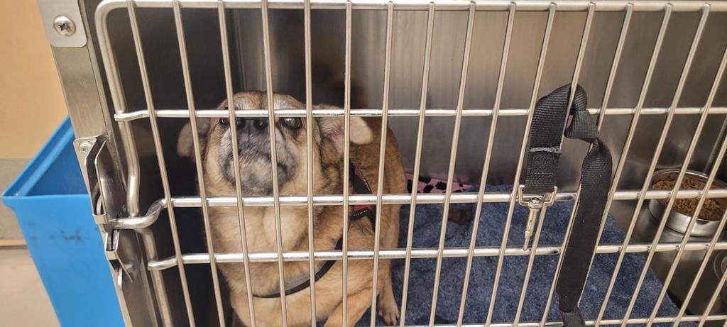 Shelter Stray Female Dog last seen Near Levander Loop, AUSTIN, TX, 78702, 7201 Levander Loop bldg a, Austin, TX 78702, USA