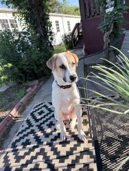 Lost Male Dog last seen Lot 61, Denton, TX 76208