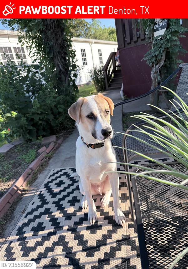 Lost Male Dog last seen Lot 61, Denton, TX 76208