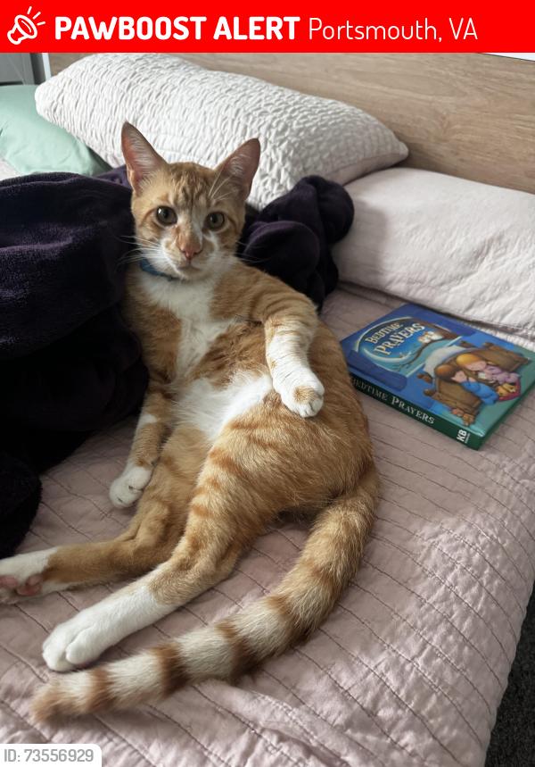 Lost Male Cat last seen Crawford Avenue, Ann Street, Portsmouth, VA 23704